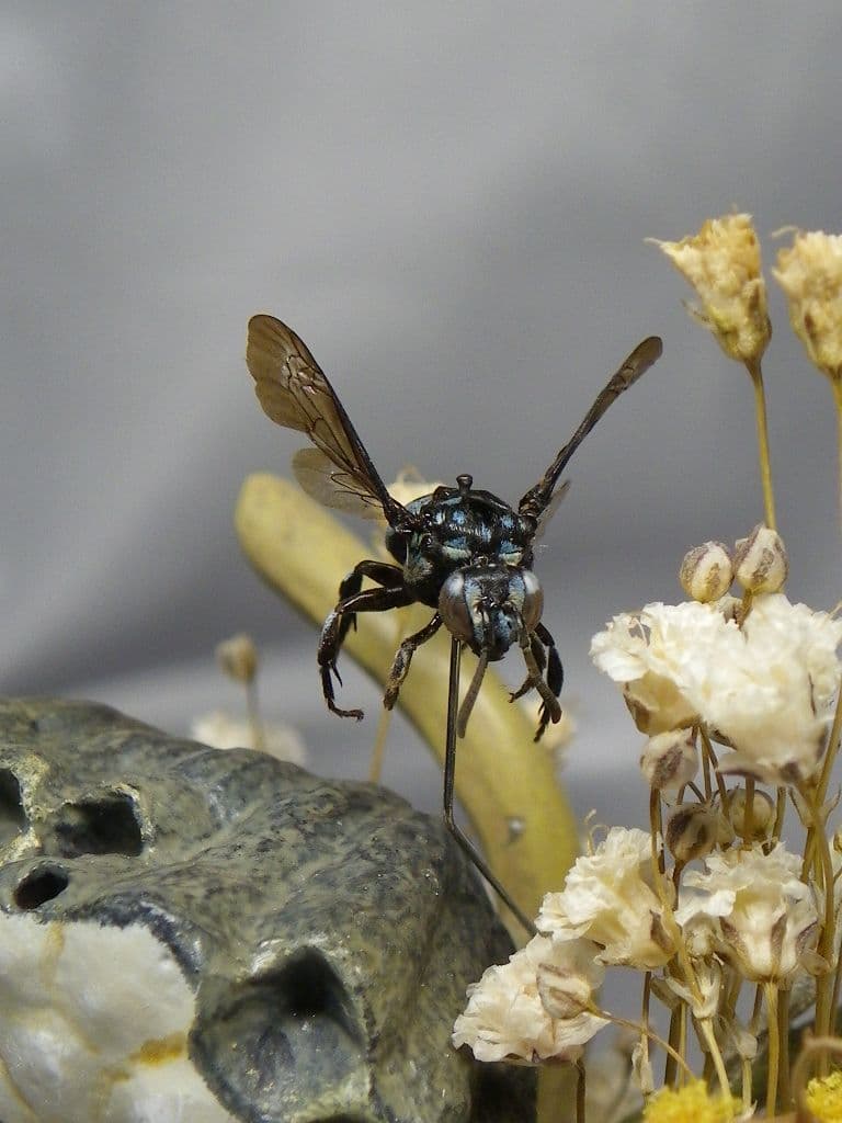 幸福の青い蜂　ビネット標本