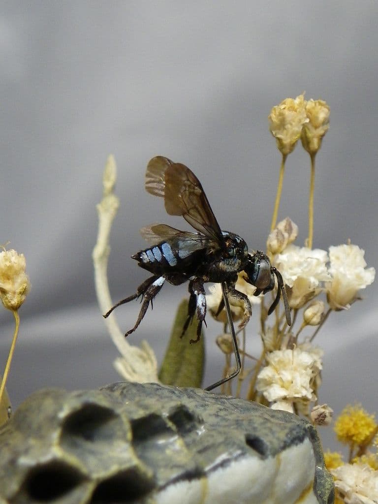 幸福の青い蜂　ビネット標本