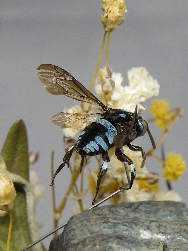 幸福の青い蜂　ビネット標本