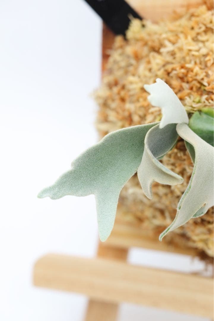 P. Gabriel ビカクシダ