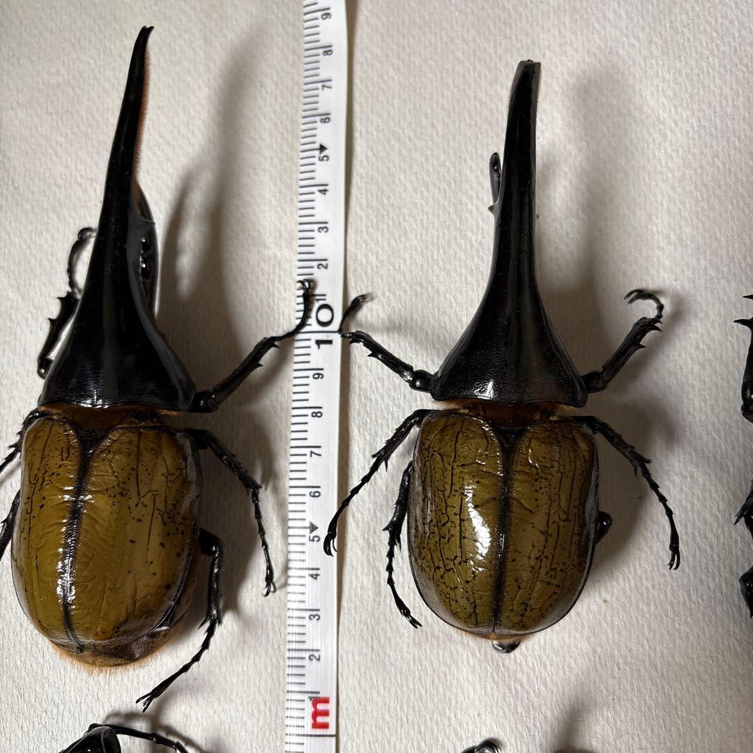 カブトムシ 標本セット 5匹