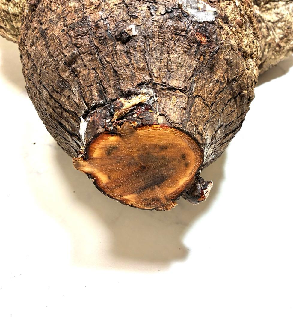 オペルクリカリアパキプス　ベアルート株