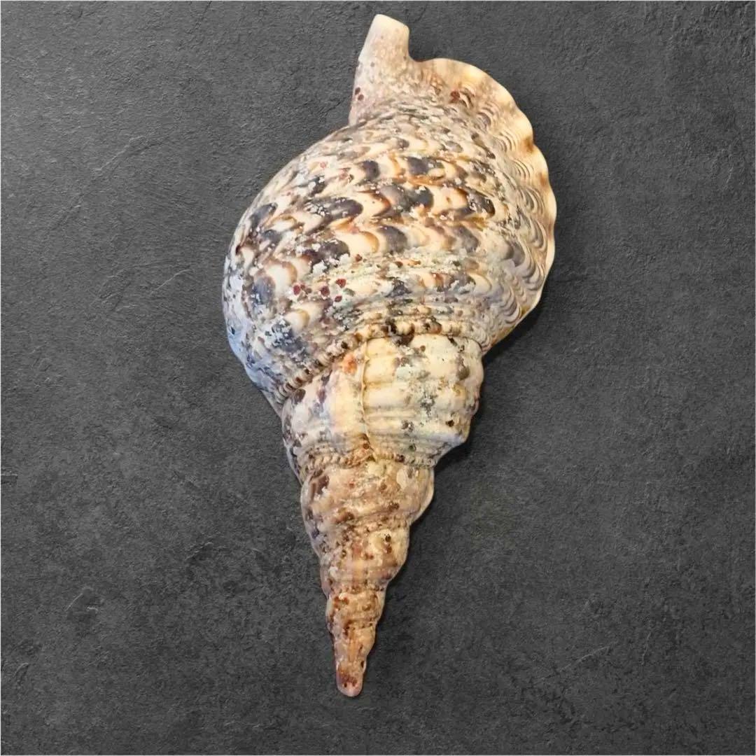 【特大35cm】天然 法螺貝 美品 希少サイズ / 魔除け　縁起物　インテリア