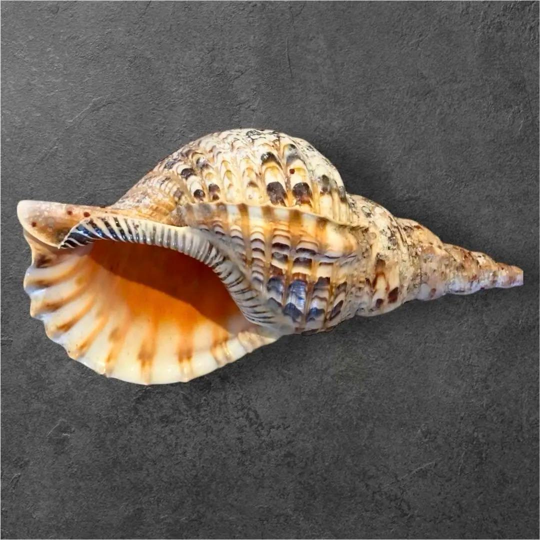 【特大35cm】天然 法螺貝 美品 希少サイズ / 魔除け　縁起物　インテリア