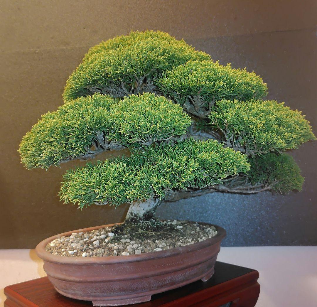 真柏盆栽！