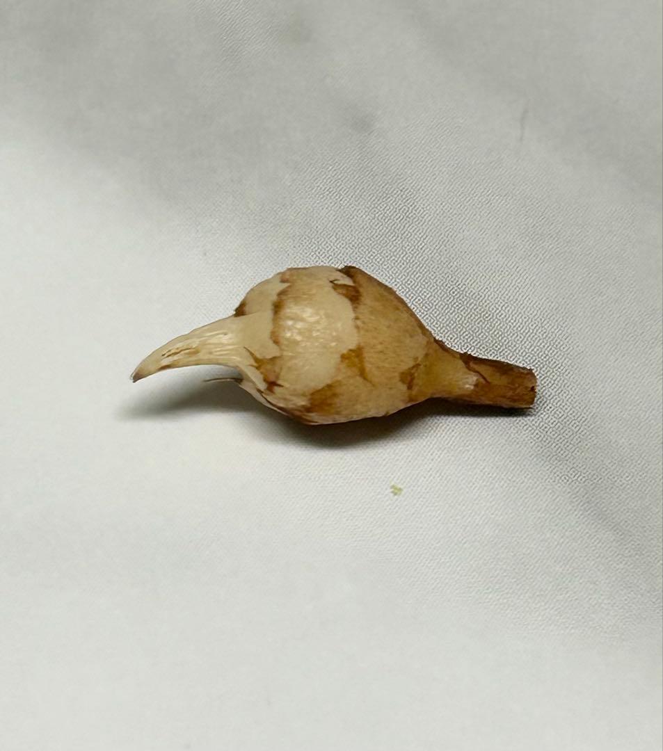 【芋】 アロカシア　メロ　オーレア　斑入り