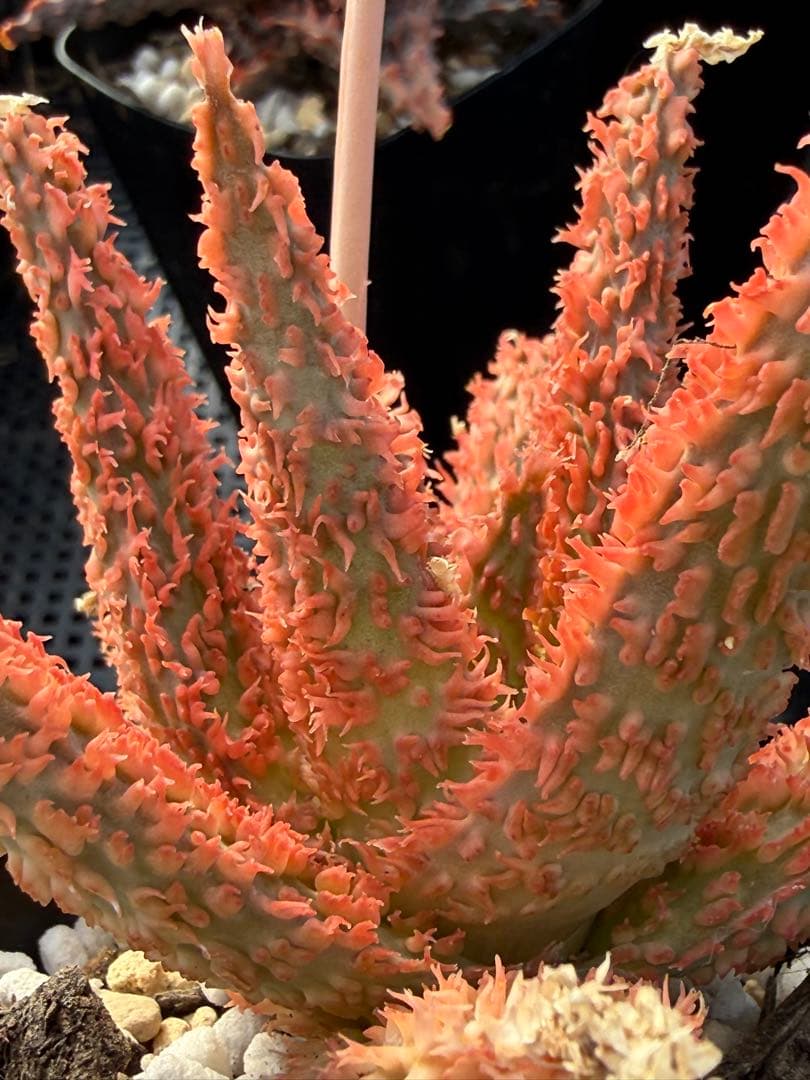 アロエ　ハイブリッド　Aloe hybrid 第四種　Newyear-12