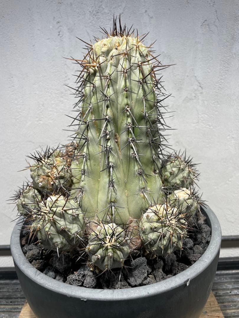 t*e様 黒王丸(16個子株付き)