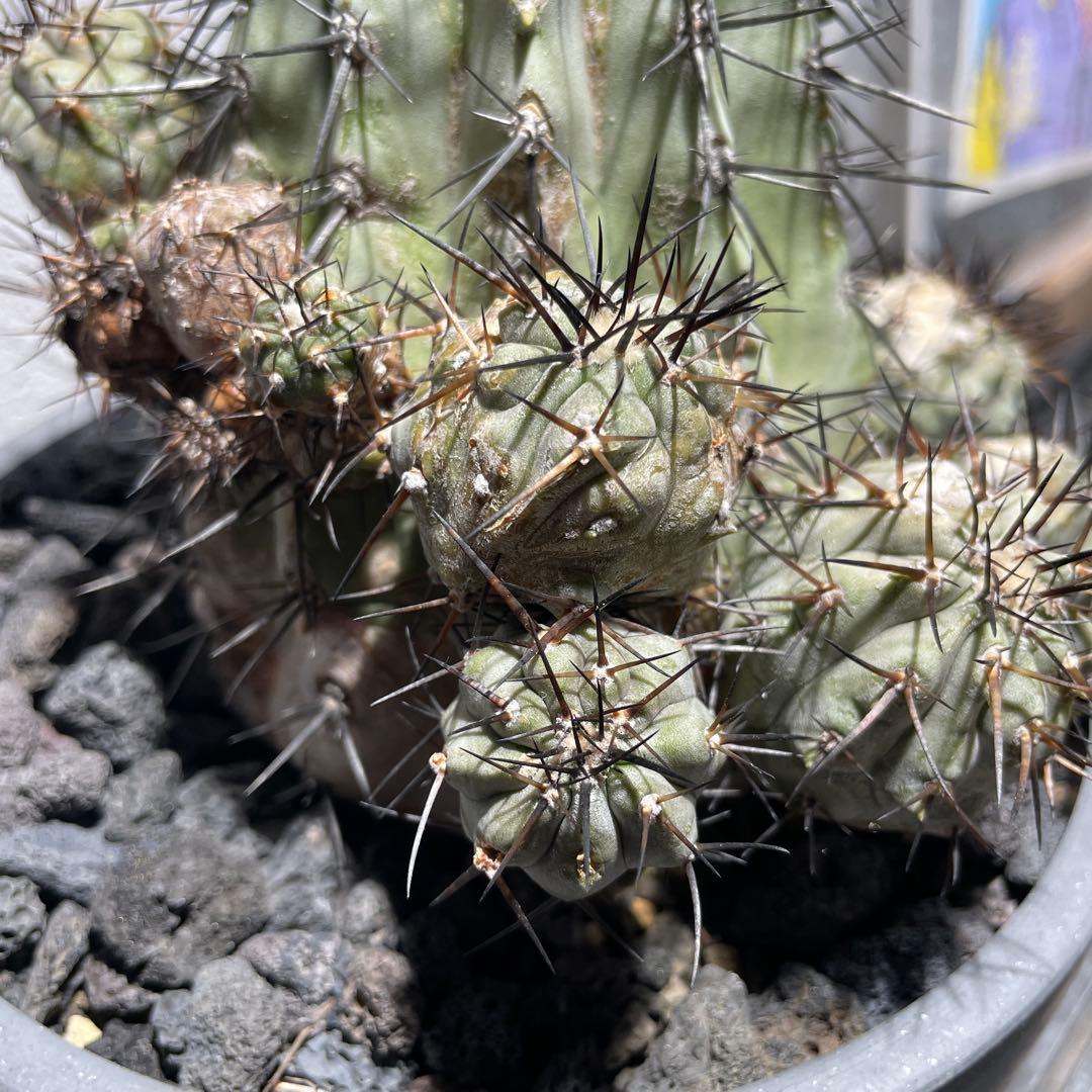 t*e様 黒王丸(16個子株付き)