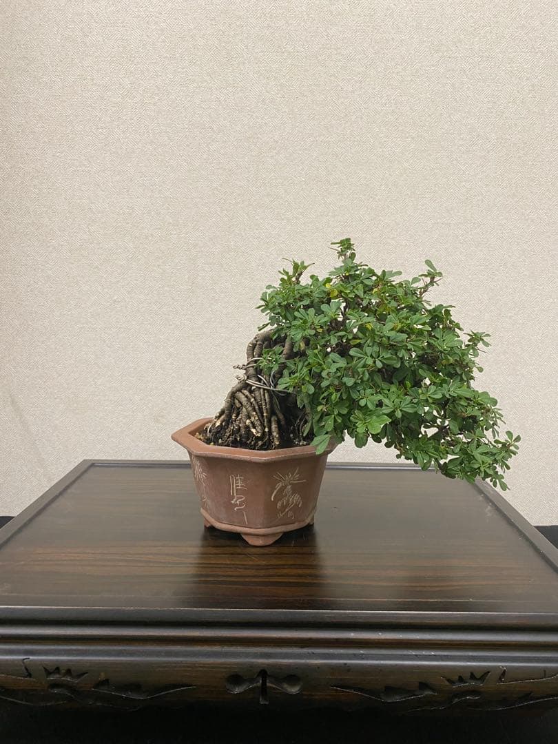 ムレスズメ 盆栽B