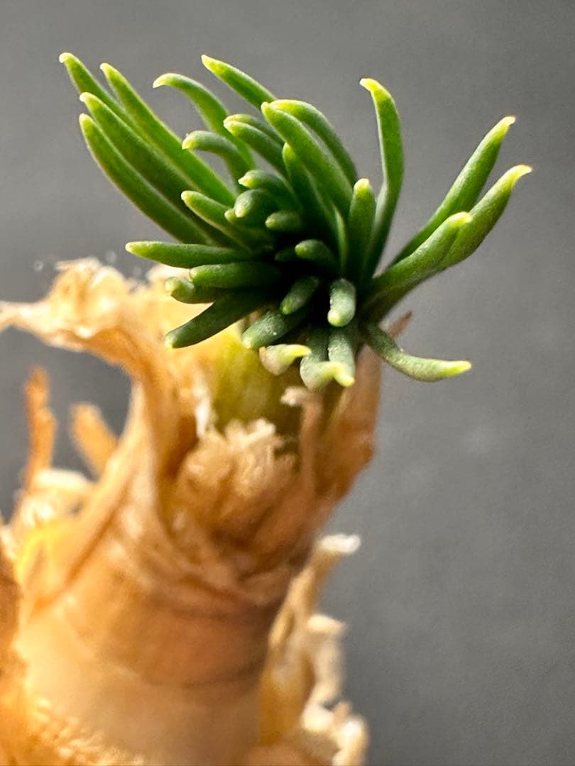 517珍奇植物ゲチリス ナマクエンシス ケープバルブ 南アフリカ原産 希少現地株