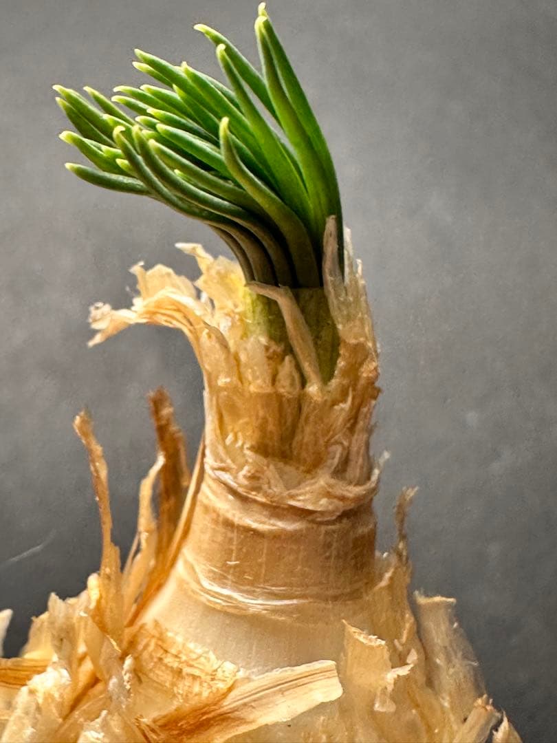 517珍奇植物ゲチリス ナマクエンシス ケープバルブ 南アフリカ原産 希少現地株