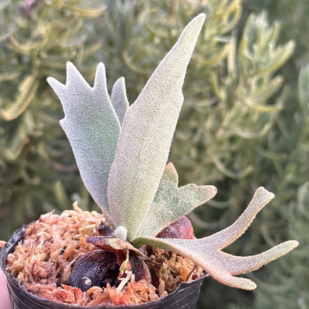 P.willinckii ’Asurada’ Sporeling 11