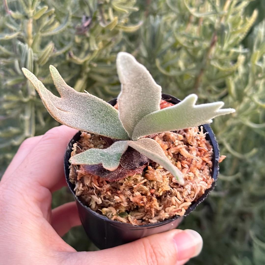 P.willinckii ’Asurada’ Sporeling 11