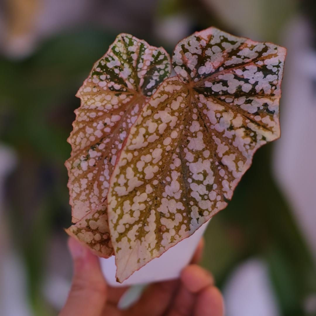 Begonia  Capped Variegata｜ベゴニア
