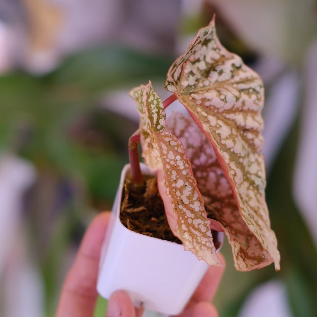 Begonia  Capped Variegata｜ベゴニア