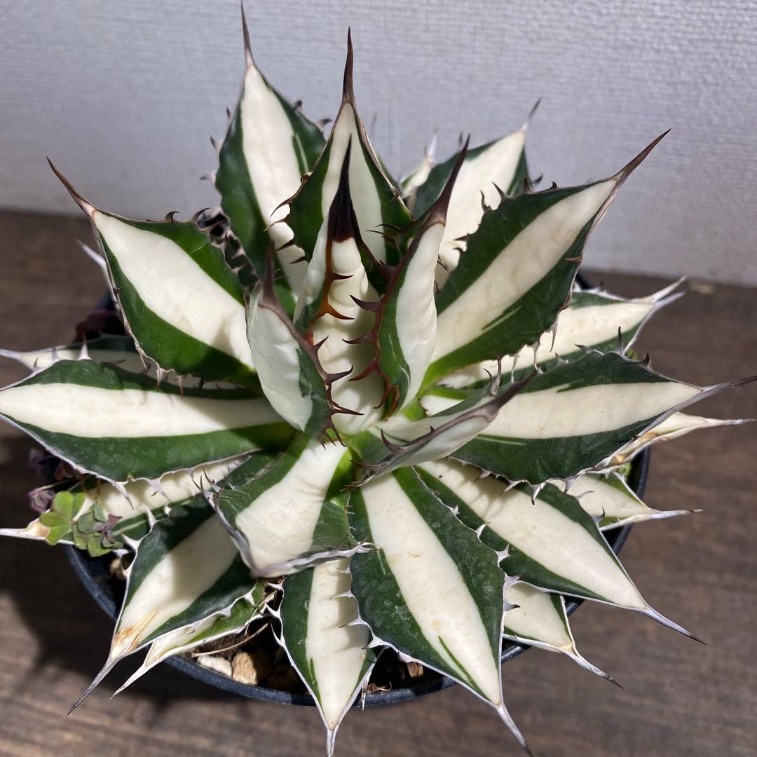 アガベ　ホリダ白中斑入　極上　初売2