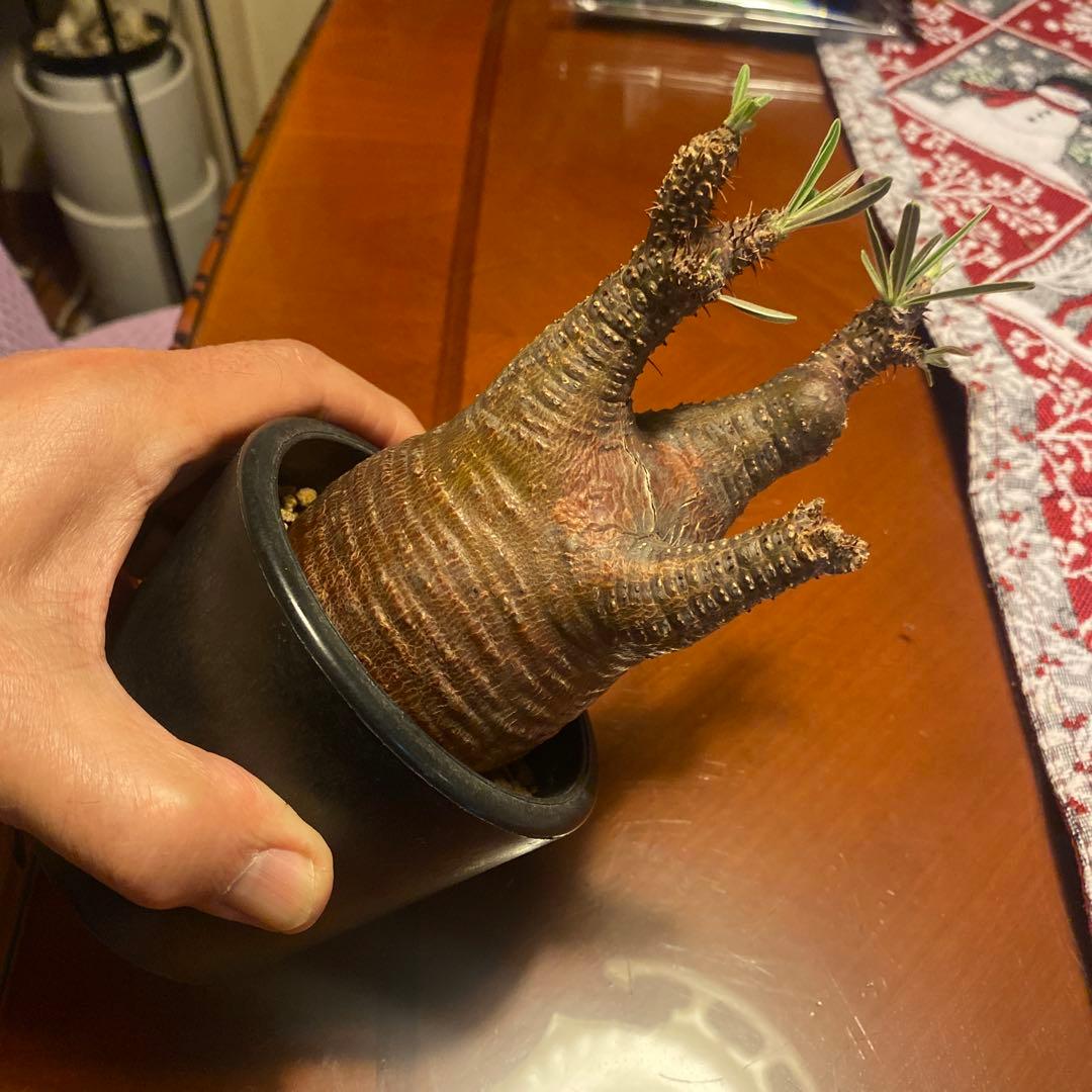 グラキリス 発根管理中 現地球