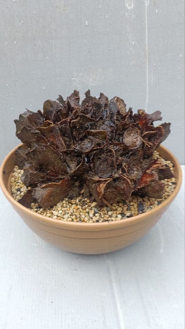 亜熱帯のシダ　リュウビンタイ　奄美大島産　①　大株