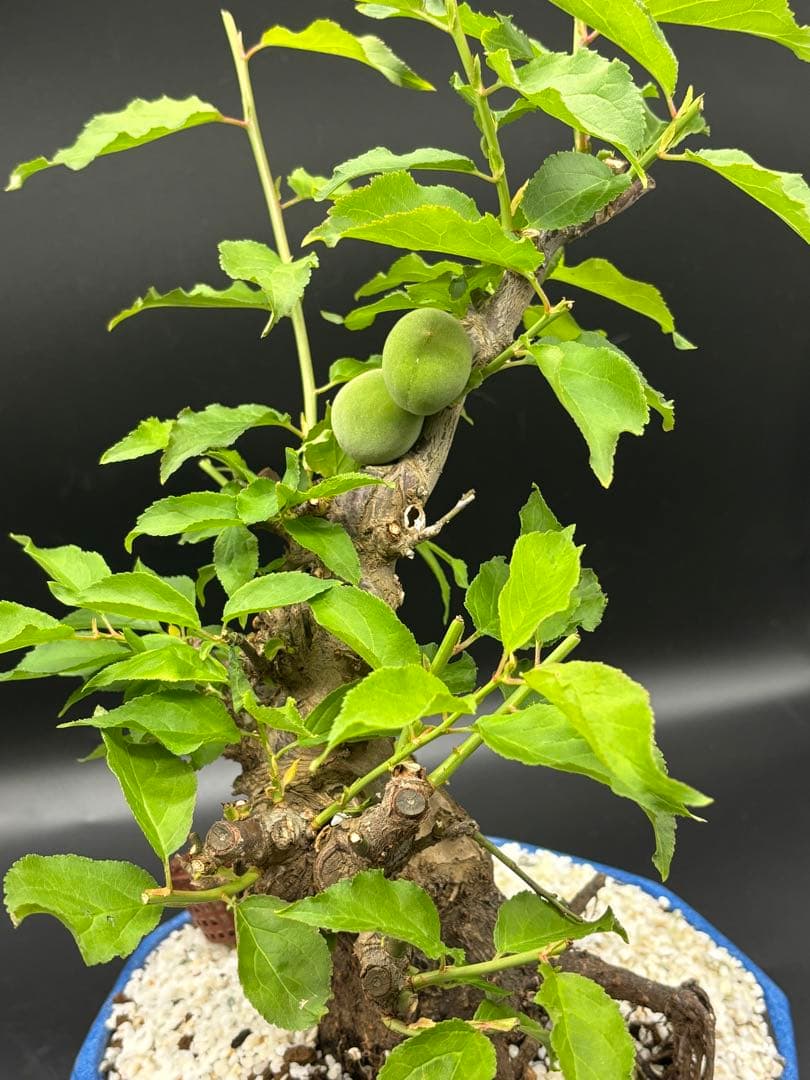 梅 盆栽　白梅
