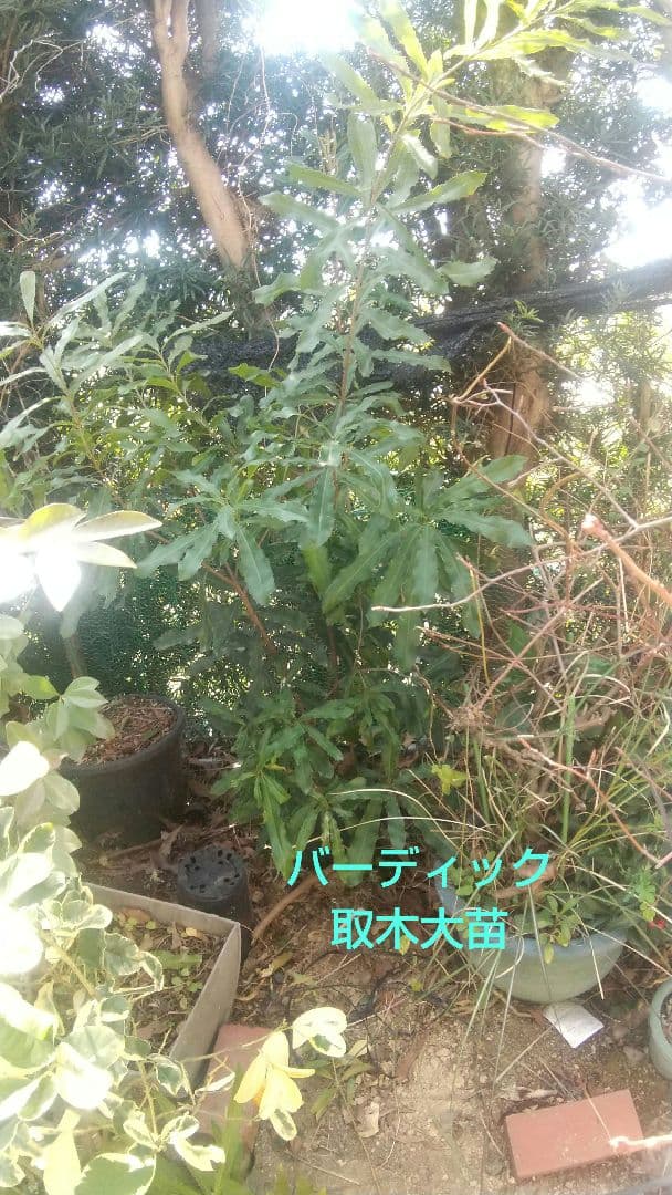 【マカダミアナッツ取り木】 ☀限定特別販売ご案内 バーモント、バーディック