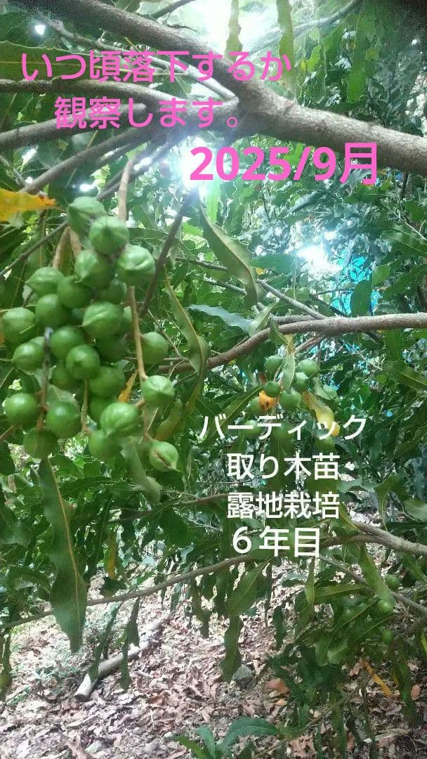 【マカダミアナッツ取り木】 ☀限定特別販売ご案内 バーモント、バーディック