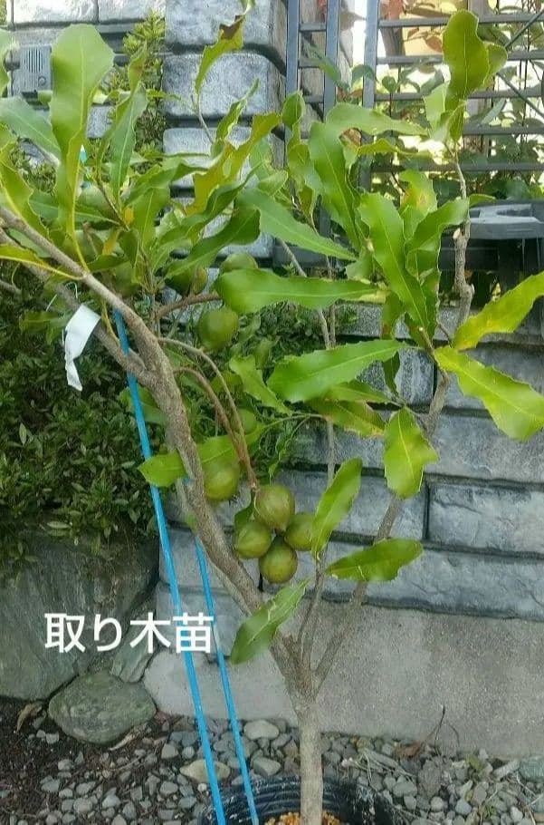 【マカダミアナッツ取り木】 ☀限定特別販売ご案内 バーモント、バーディック