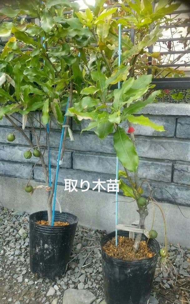【マカダミアナッツ取り木】 ☀限定特別販売ご案内 バーモント、バーディック