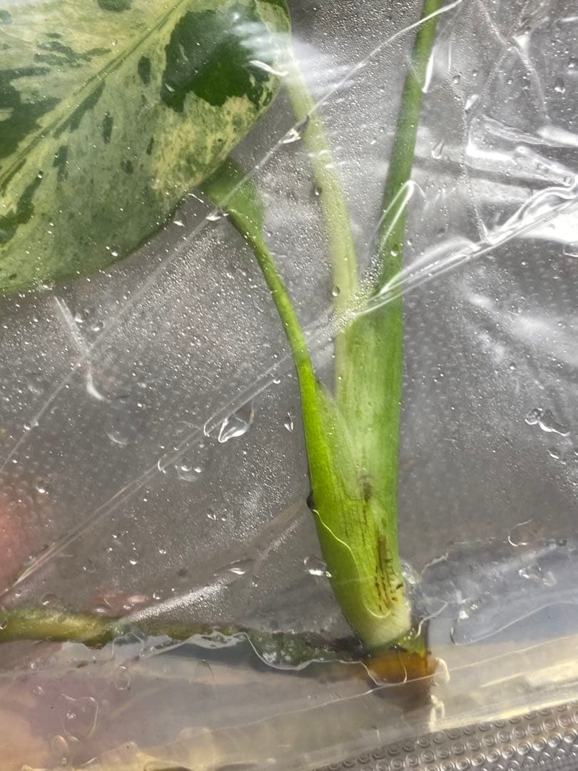 終*7様 【セール‼️】モンステラ　デリシオーサ　バルバソー　フシギダネ/ベトシ