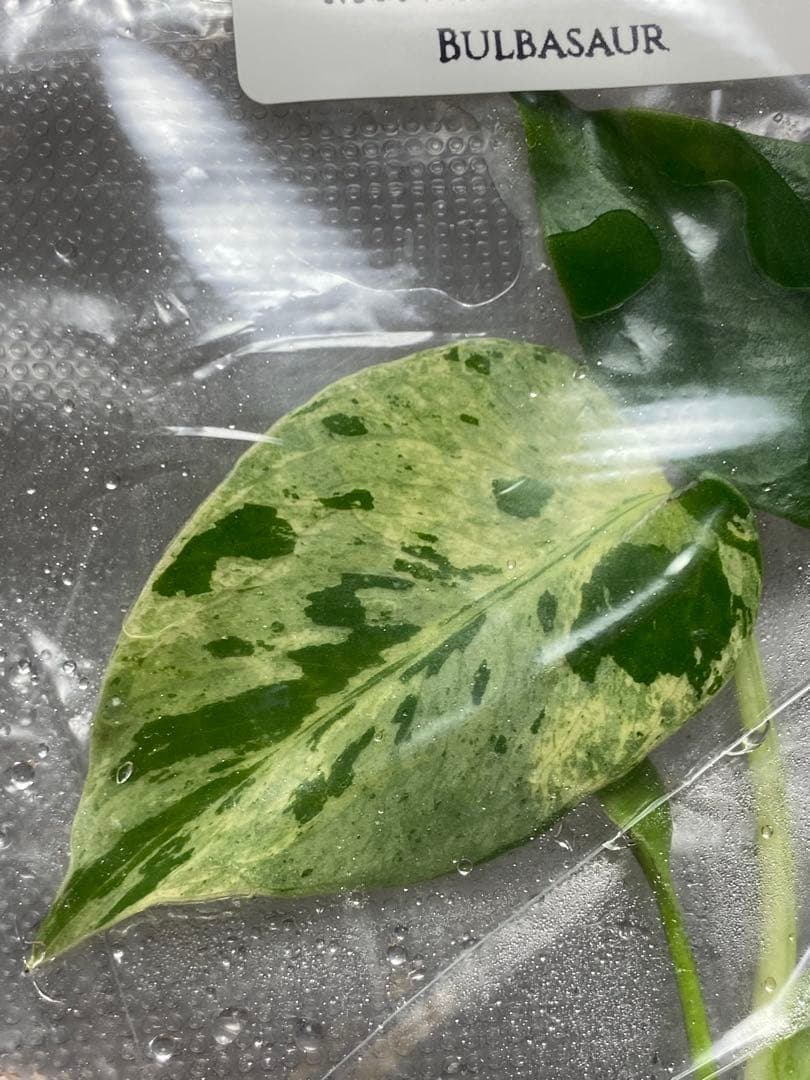 終*7様 【セール‼️】モンステラ　デリシオーサ　バルバソー　フシギダネ/ベトシ