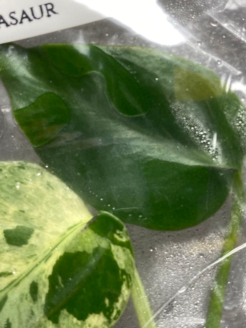 終*7様 【セール‼️】モンステラ　デリシオーサ　バルバソー　フシギダネ/ベトシ