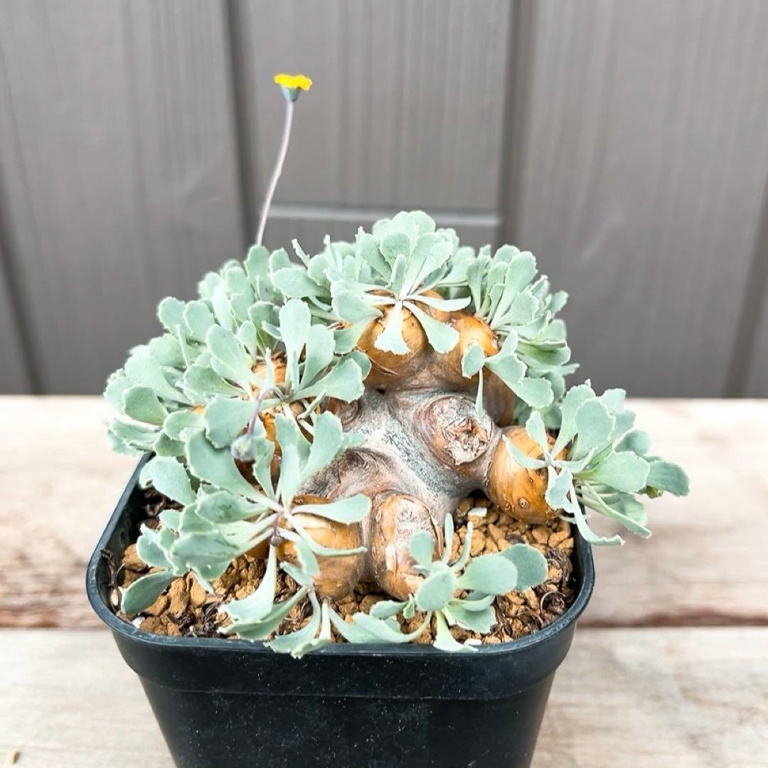 《やん坊まー坊》オトンナ カカリオイデス　現地球』極美特大株　発根済