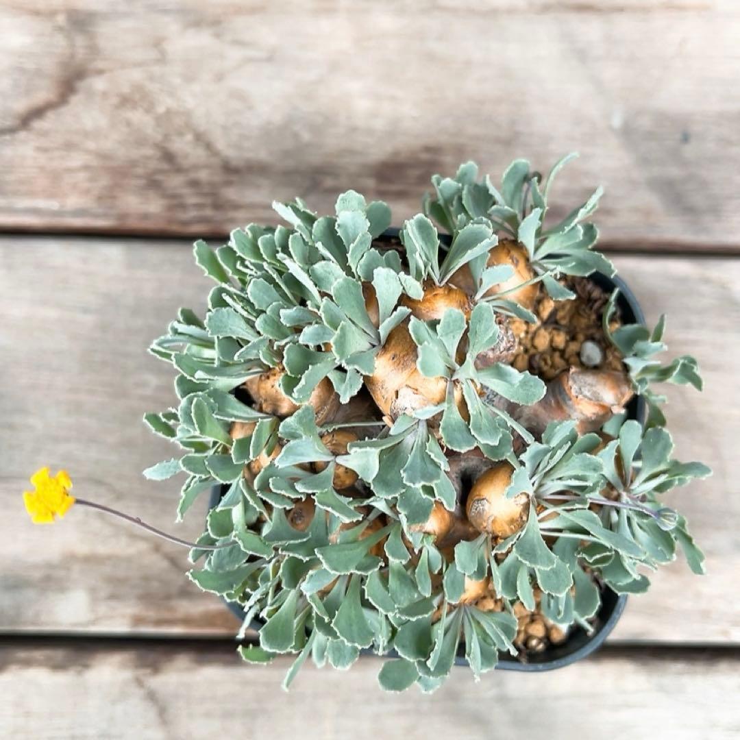 《やん坊まー坊》オトンナ カカリオイデス　現地球』極美特大株　発根済