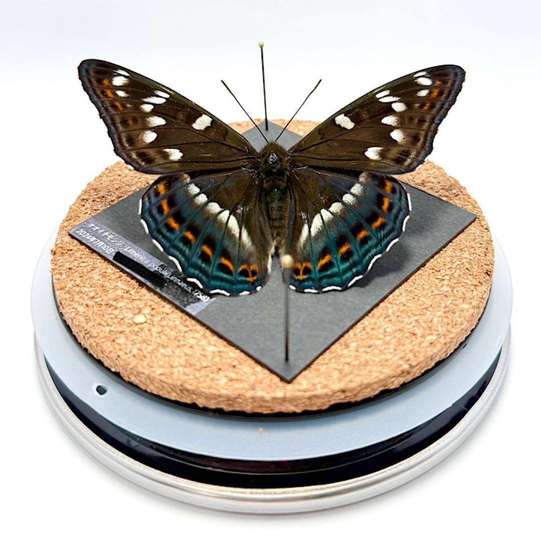 【立体標本】国産蝶　オオイチモンジ　ライブ標本