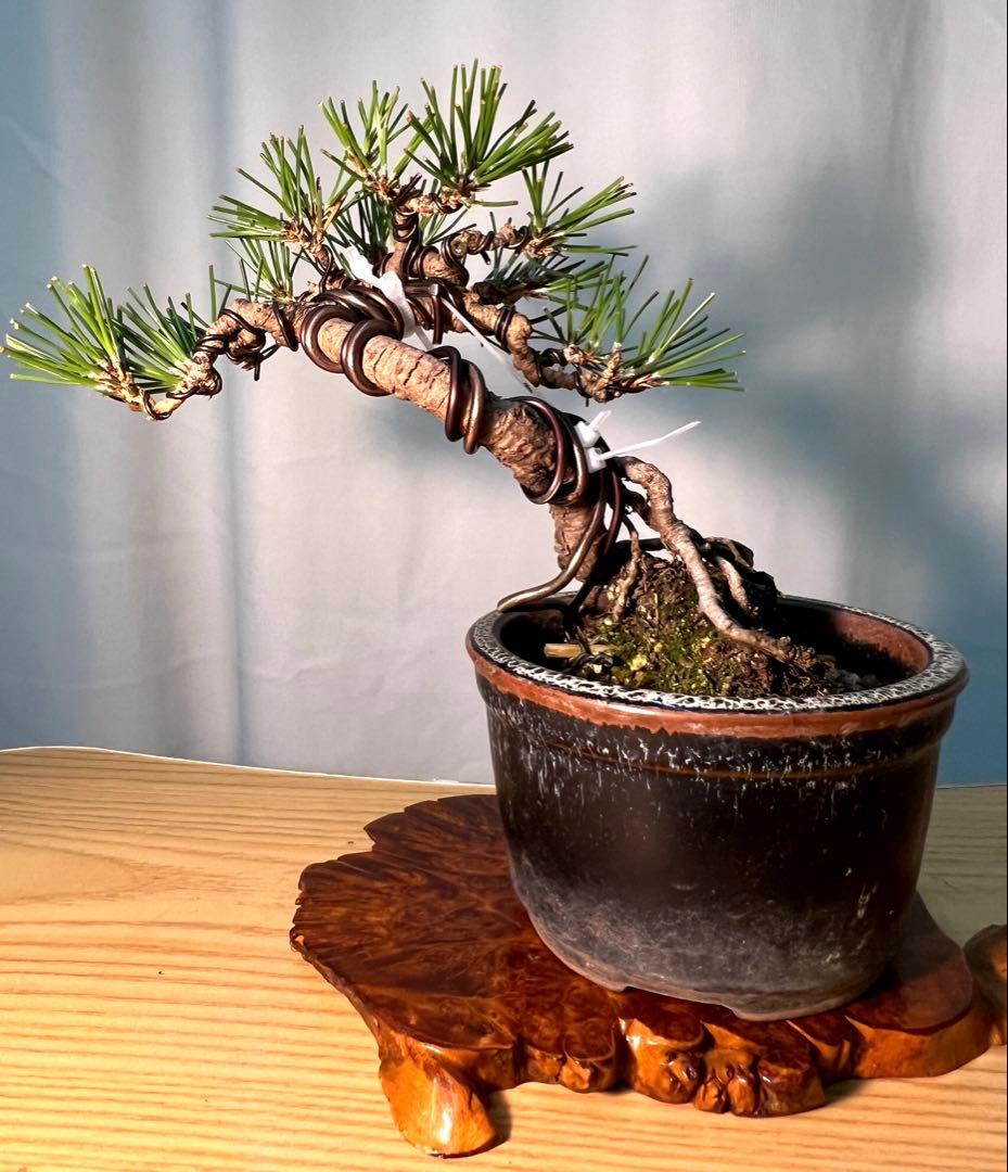 黒松　根上がり