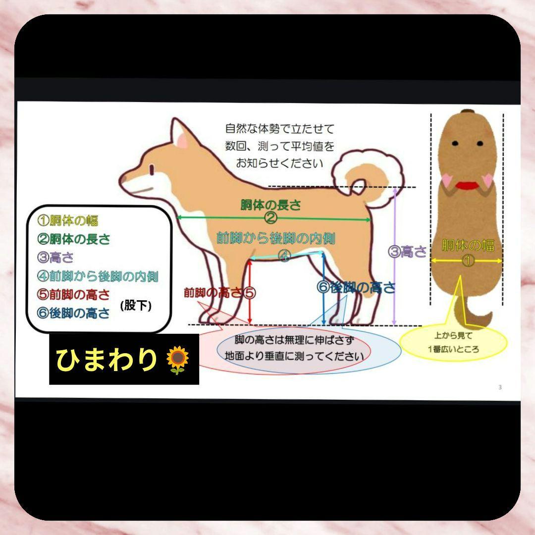 ワンちゃん4輪　リハビリ　食事補助　犬用車椅子　介護　M.ダックス等　犬の歩行器