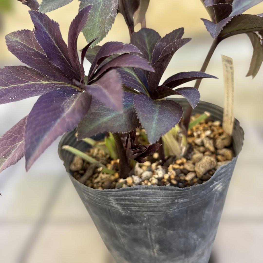 加藤農園　マットブラック　クリスマスローズ　開花株　現品　匿名発送　交配タグ付き