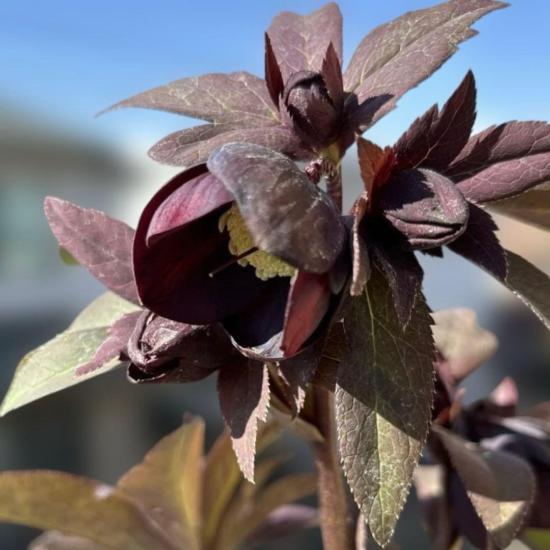 加藤農園　マットブラック　クリスマスローズ　開花株　現品　匿名発送　交配タグ付き
