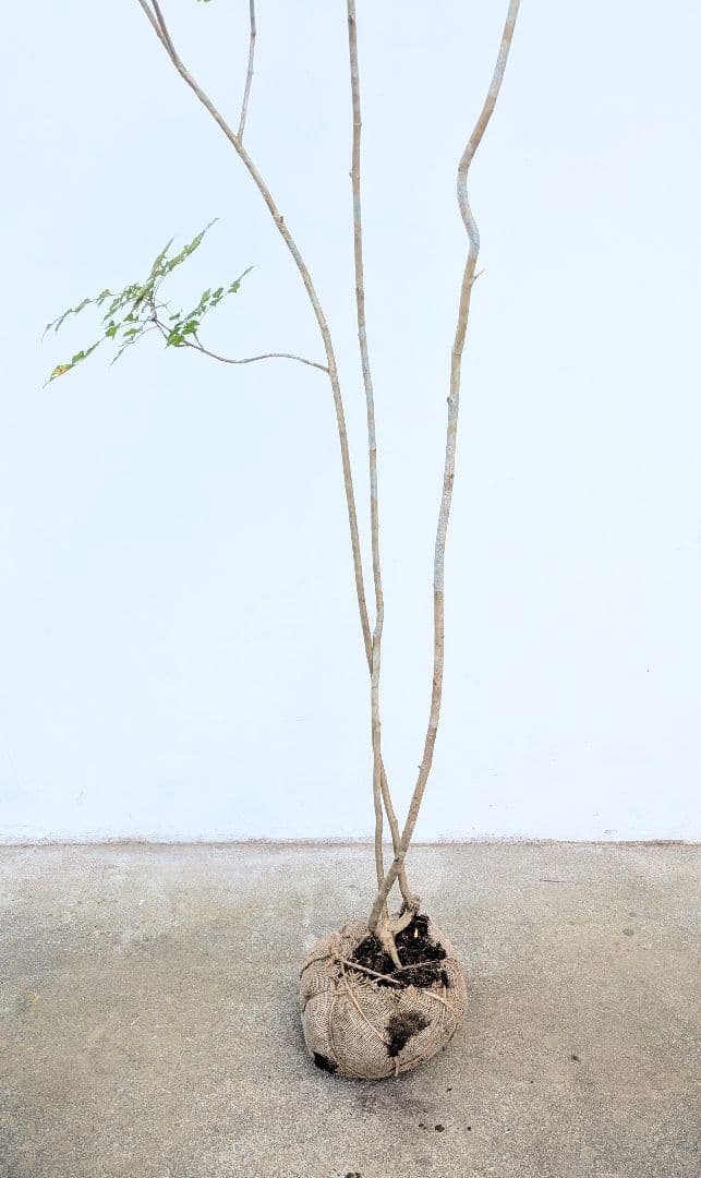 3m弱。山採りアオダモ。