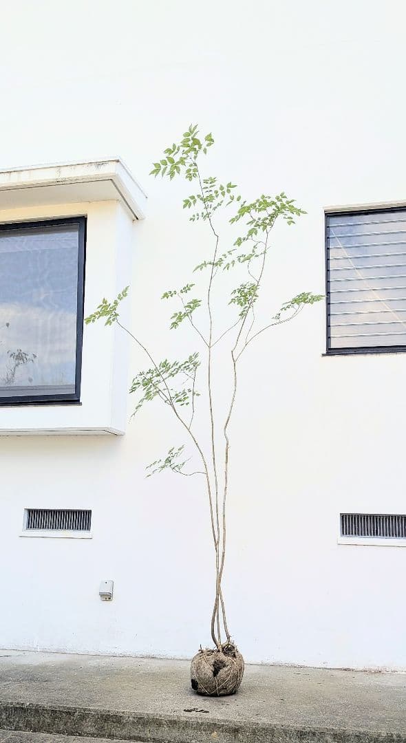 3m弱。山採りアオダモ。