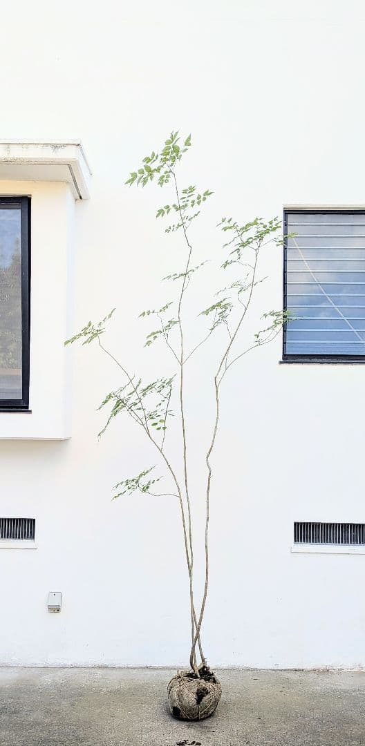 3m弱。山採りアオダモ。