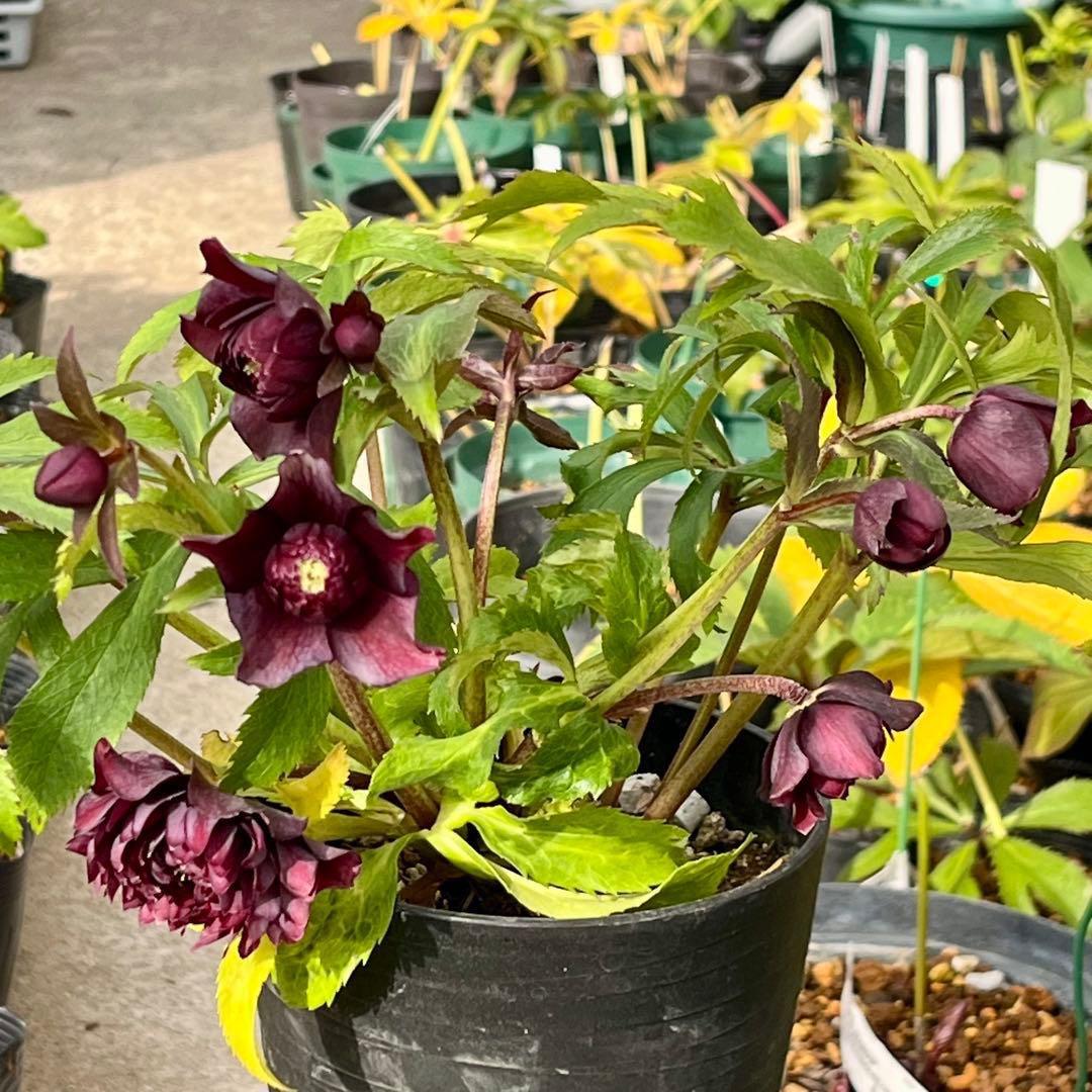 の*ん様 ☘️蕾付き☘️3394⭐️小輪⭐️スレートレッドクレオパトラ⭐️コンパ