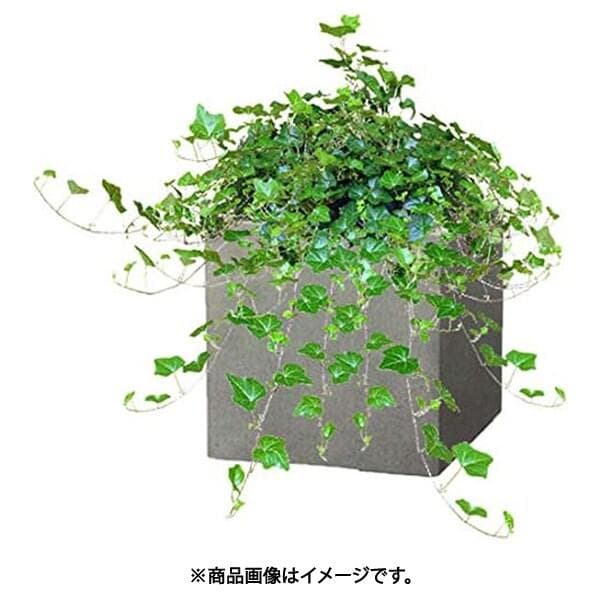 グリーンポット貿易部　モードライト キューブ 55cm EB-MC5555LG