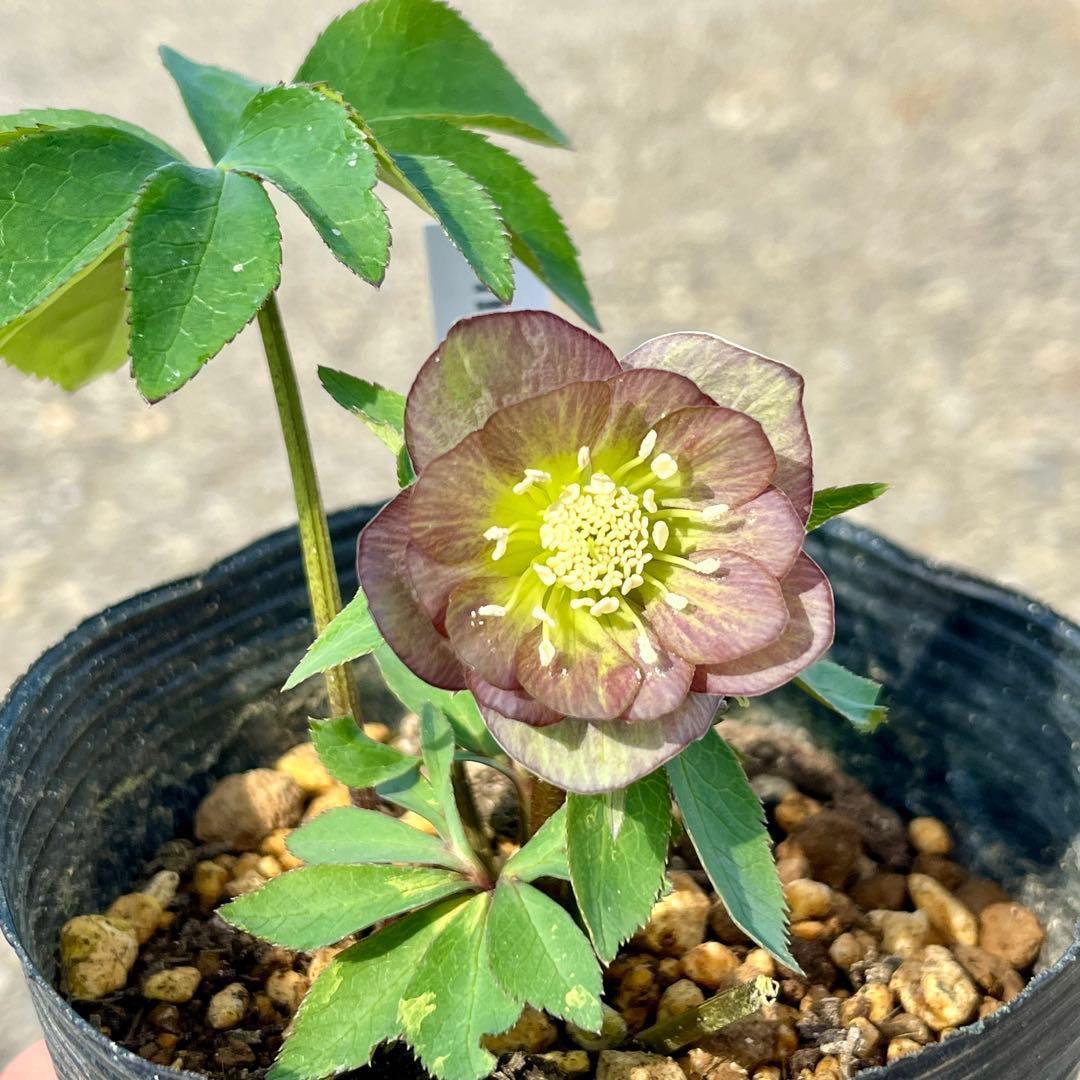 ラ*ク様 ❤️根パンパン❤️沢山新芽元気株❤️3271⭐️超コンパクト超小〜小輪