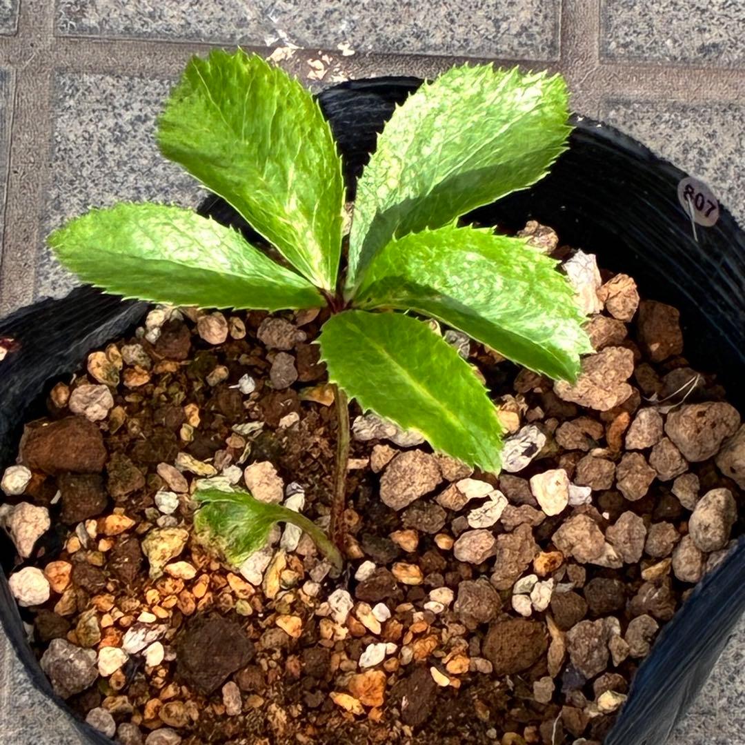 ば*な様 ☘️ラスト2☘️超希少☘️根充実❤️沢山新芽❤️807【イリュージョン