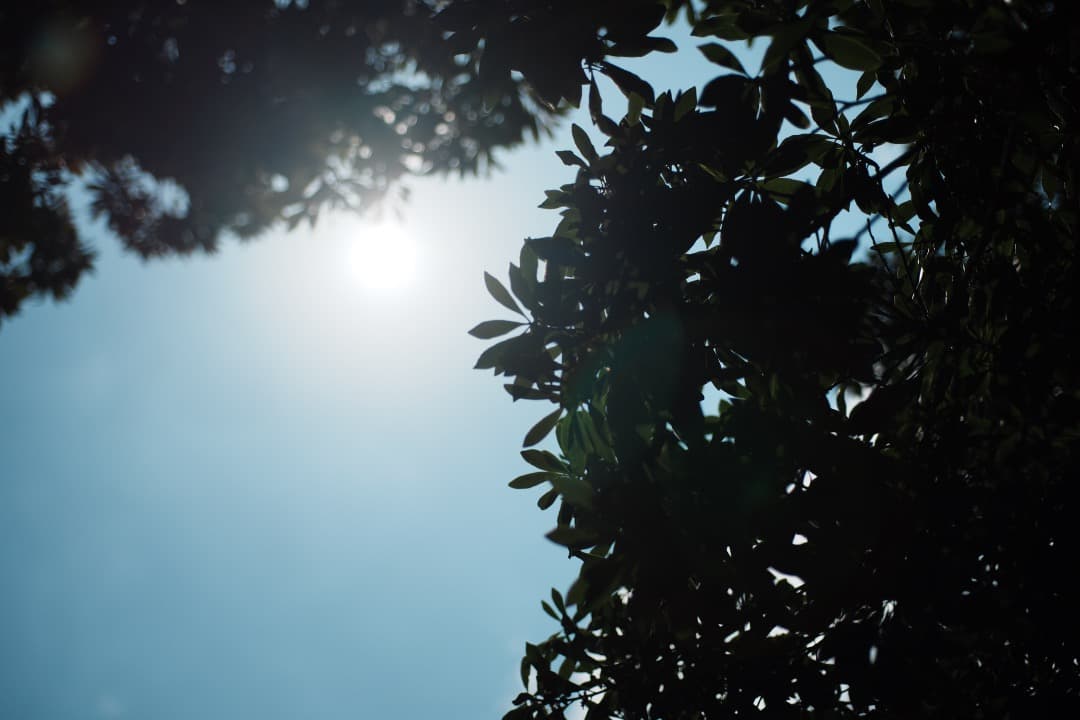 フード付き AF Ai Micor-Nikkor 60mm F2.8D 150