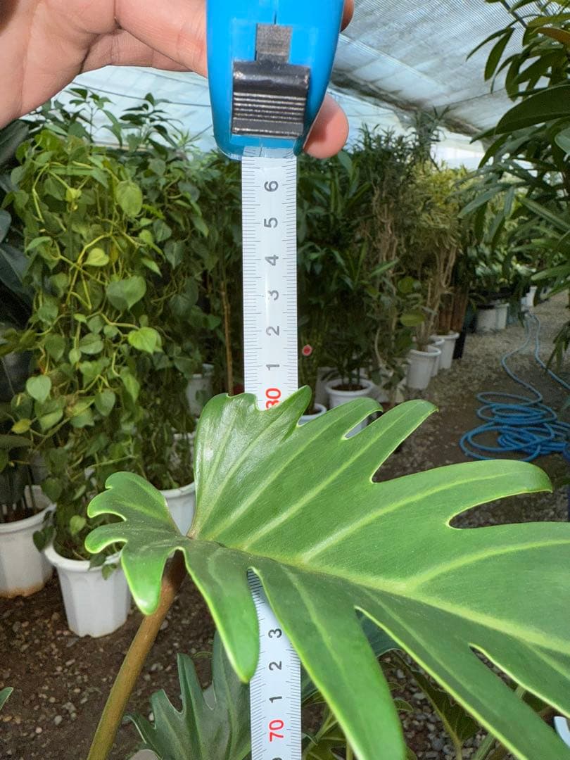 【特大極上苗】フィロデンドロン クッカバラ 幹上がり 根上り 曲がり