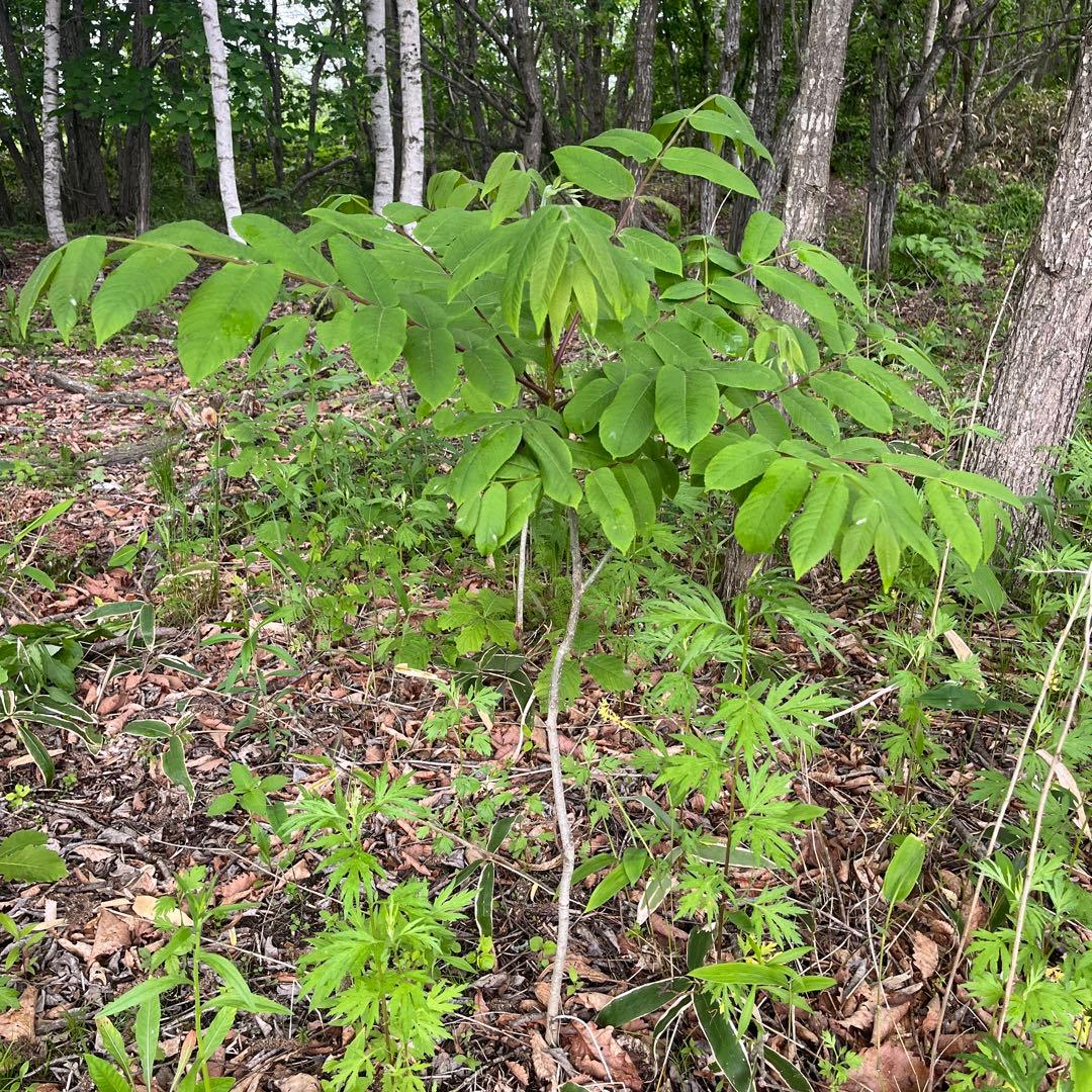 北の蝦夷　鬼胡桃　1メートル30 大小セット