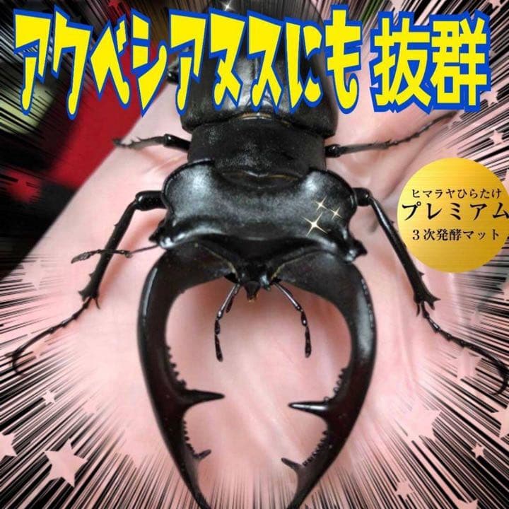 ミヤマクワガタ、ノコギリ幼虫に抜群！800mlボトル入プレミアム発酵マット30本