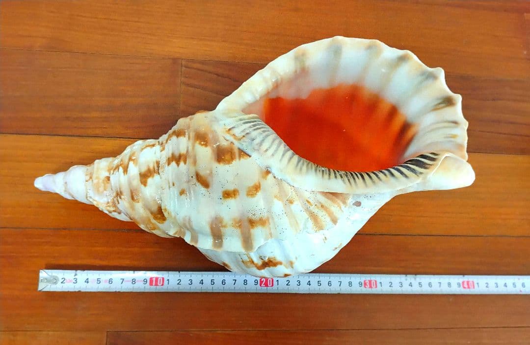 法螺貝 ほら貝 ホラ貝 約1.2キロ 特大 沖縄